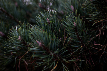 pine tree