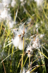 Linaigrettes à fleurs étroites