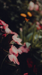 rose petals in water