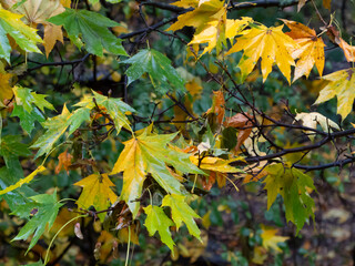 autumn leaves on the tree