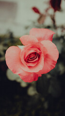 pink rose in the garden