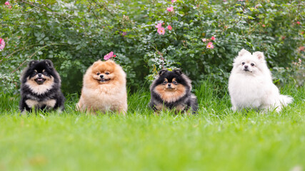 Portrait of fluffy pomeranian spitz dogs sitting on green grass smiling and posing at nature - obrazy, fototapety, plakaty