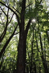 Sunlight breaking through the trees.