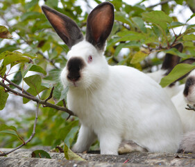  Californian breed rabbits