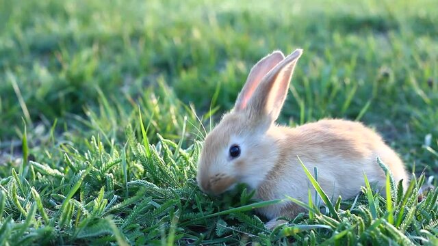 a small fluffy, eared cute red rabbit on a green meadow in Sunny weather. The Easter Bunny in the spring time of year. Tame rabbit on a green pasture
