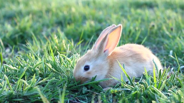 a small fluffy, eared cute red rabbit on a green meadow in Sunny weather. The Easter Bunny in the spring time of year. Tame rabbit on a green pasture