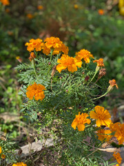 flowers in the garden