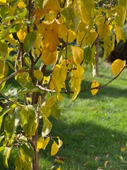 autumn leaves in the sun