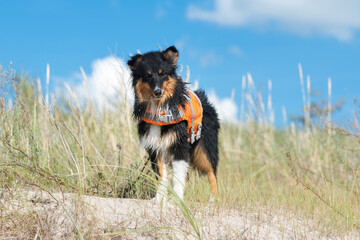 Cute shetland shepdog in lifeguard vest sitting outside on summer day with blue sky background....