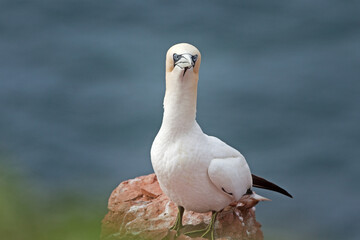 Northern gannet colony on the Helgeland. A colony of gannet nesting on the cliff. European wildlife.