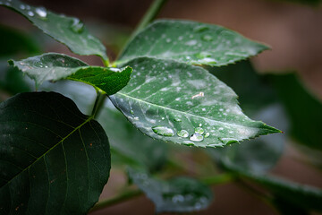 HOJAS VERDES CON GOTAS DE AGUA DESPUÉS DE LA LLUVIA