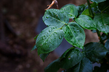 HOJAS VERDES CON GOTAS DE AGUA DESPUÉS DE LA LLUVIA