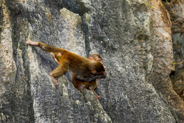 Affen in den Felsen von Luon Cave der Halong Buch in Vietnam.