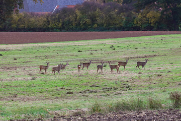 Eine Herde/Gruppe junger Rehe in der Natur