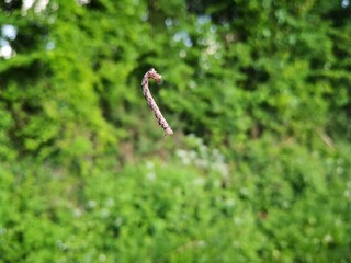 Chenille accrochée à un fil d'araignée