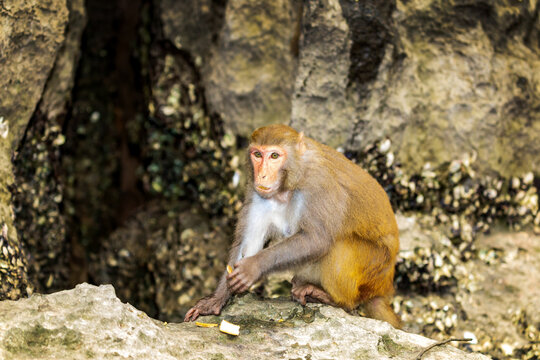 Luon Cave,  Affen auf den schroffen Kalksteinklippen der Halong-Bucht von Vietnam.