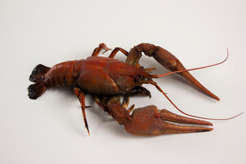 Boiled red crab on a white background.