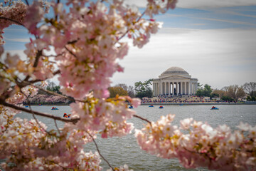 Tourists visit the Jefferson Memorial to see the cherry blossom trees