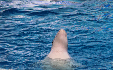 Show with belugas. Therapy with marine mammals.