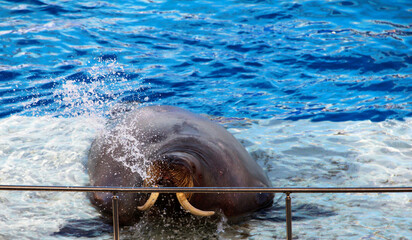 A large walrus is doused with water.