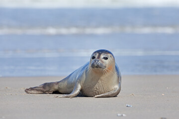 The common seal has a rest on the beach. Cute common seal lying out of water. European nature. 