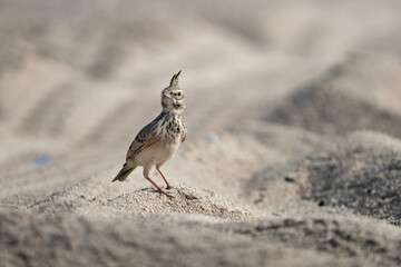 Crested Lark on Qatar's northern coast 