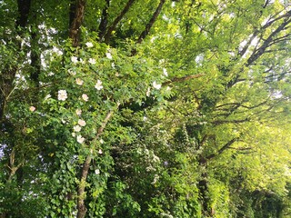 Arbres en fleurs