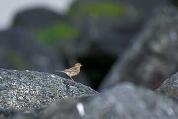 Bird on the rock, small bird
