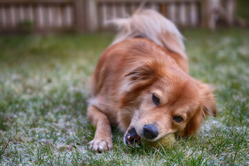 Cute dog playing with a ball