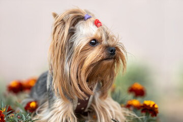 Close up portrait of cute yorkshire terrier dog at nature