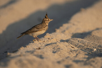 Crested Lark on Qatar's northern coast 