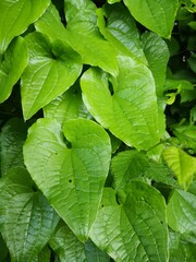 Feuilles en forme de coeur