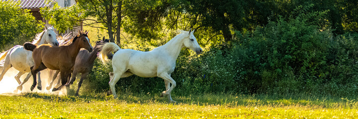 Horses running in a field.