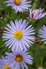 Colored daisies in a meadow
