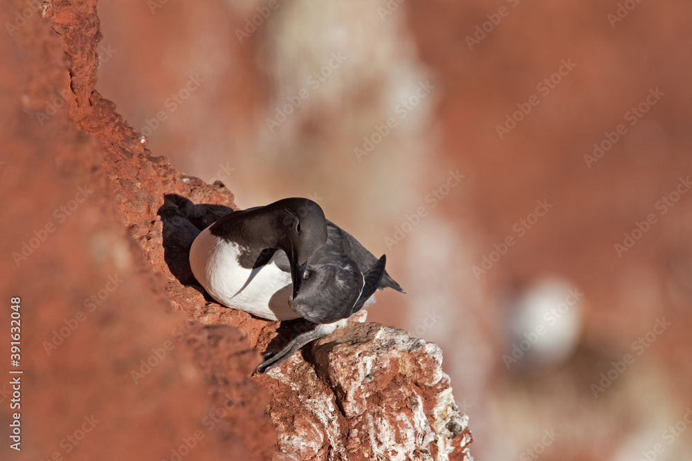 Wall mural common murre on the helgoland island. common guillemot nesting on the cliffs. a colony of seabirds. 