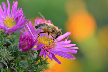 Bee on a pink flower. Side view. Closeup