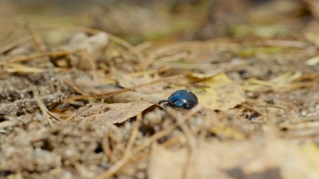 Close-up of an earth-boring dung beetle Geotrupidae on the forest floor