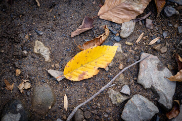yellow leaf on the ground