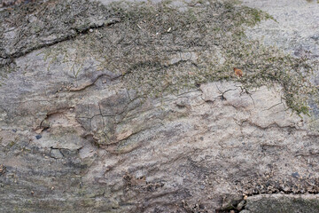 the bark of a tree