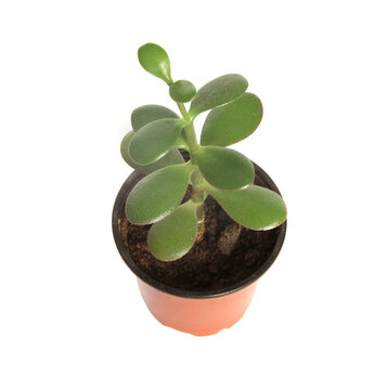 Vertical shot of crassula plant in a flower pot on a white background