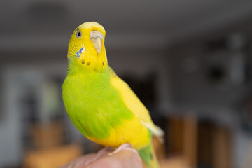 Portrait of a green and yellow budgerigar parakeet sitting on a finger lit by window light.