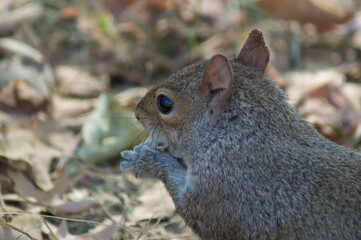 eastern grey squirrel