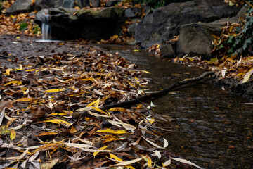 
flowing stream with clear water and fallen leaves in autumn and in the background is a small waterfall in a park in nature in autumn