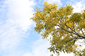 Chinese hackberry yellow leaves / Cannabaceae deciduous tree