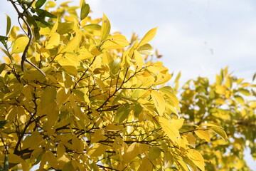 Chinese hackberry yellow leaves / Cannabaceae deciduous tree