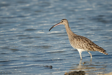 Eurasian curlew on the northern coast of Qatar