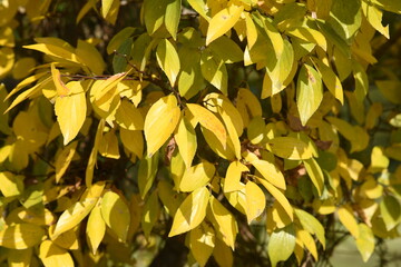 Chinese hackberry yellow leaves / Cannabaceae deciduous tree