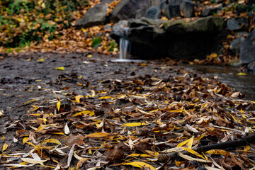 
flowing stream with clear water and fallen leaves in autumn and in the background is a small waterfall in a park in nature in autumn