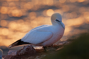 Northern gannet colony on the Helgeland. A colony of gannet nesting on the cliff. European wildlife.