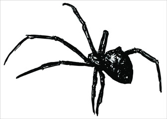 vector spider on white background